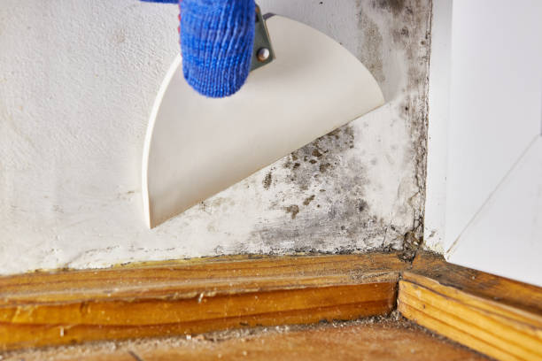 Best Environmental Consulting for Mold Prevention  in USA